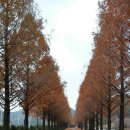 번개닭갈비 이미지