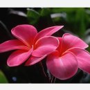 아이비약국 이미지