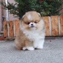 강남 요미독앤캣 강아지 분양 고양이 분양 | 도봉강아지분양 찾다 제대로 정착했어요 요미독앤캣 이야기