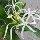 숲속나라 이미지