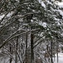 천년비자 이미지