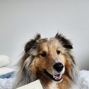 콕 코리아 | 인터펫코리아 옳치즈 후기 (야채콕, 과일콕) 🩷