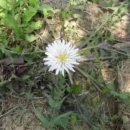 일편단심 민들레 이미지