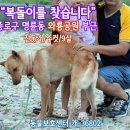 진돗개를찾습니다,황색,수컷,서울시 종로구 명륜동 와룡공원 부근 이미지