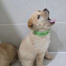 우리두리 이미지