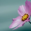 (주)코스모스 이미지