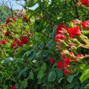 시리미농장 이미지