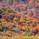 진동산채민박 이미지