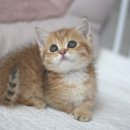 나는 고양이에 빠지다 이미지