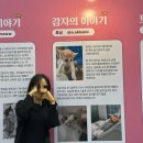 묘생역전 | 2025년 9월 일산 궁디팡팡 솔직 후기 ㅣ 킨텍스 선물만 왕창 받고 온