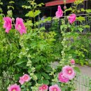 무궁화사 이미지