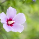 서울화환배달