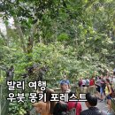 forest | 발리 여행, 우붓 몽키포레스트 방문 후기(Monkey Forest)