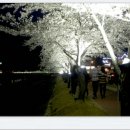 김천 강변공원 밤 벚꽃 이미지