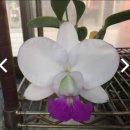 Cattleya walkeriana semi-alba×sib (&#39;select&#39;x&#39;Madou Model&#39;) 이미지