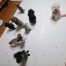 (주)플러스덴탈 | 강아지 8마리 현실 생활🐶 오마리 친구들 3박4일 홈스테이 2일차