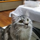 샤도캣 | 내돈주고한 출장 고양이 미용 후기~