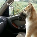 하룻강아지 이미지