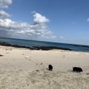 여유로이 | 제주) 🏖 평대리 사진 찍기 좋은 카페 < 여유로이 >방문한 후기