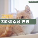 다산 고양이 치아흡수성 변병 증상과 대처방법에 대해 미담과 알아봐요