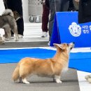 멍군애견 | 춘천애견미용학원 핸들러반 | KKC 한국애견협회 도그쇼 참가 후기 🐾 – 노비스도그쇼 수상까지, 학생들...