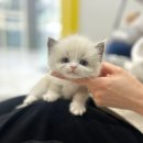 인천고양이분양 테디럽 | 양주고양이분양 새로운 출발을 테디럽에서