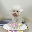 구떼포유 | 강아지 과일퓨레 아이스크림 간식 '구떼포유 과일 요거트 아이스크림'