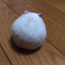 동글동글 Daum카페