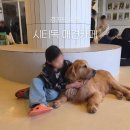 아이카페 | 수원 강아지카페 시티독 후기｜아이 동반 가능, 대형견 전문 애견카페