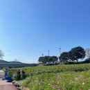 꽃길을 따라서 체험학습장 | 🌸 장성 황룡강 가을꽃축제 2025 – 강아지와 함께 걷는 행복한 꽃길 산책 🌾