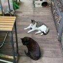 국사봉숲속작은도서관 이미지