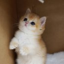 강남 고양이 분양 냥블리 이미지