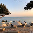 부산애견미용 이미지