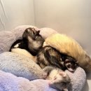 댕댕냥냥 이미지