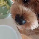 견우동물병원 이미지