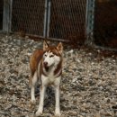 제이 애견 호텔 이미지