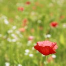 우정아파트 이미지