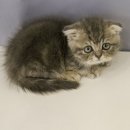 수원고양이분양 드림캣 안심분양센터 이미지