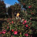 4번째후원아이들과 제주힐링나들이...예쁜 동백꽃숲에서 찰칵! 이강인집사님이 맛있는 차를 제공...감사해요.^^ 길가다 성읍민속촌에서 이미지