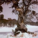 고운님오시는길 이미지