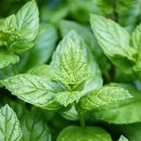 페퍼민트 이미지