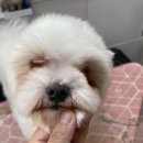 쁘띠펫 이미지