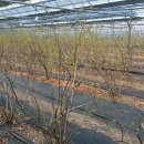 왕희농장 이미지