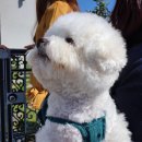 퀘렌시아 애견 이미지