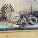 멍멍이냥 이미지