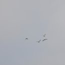 화포천생태습지공원 이미지