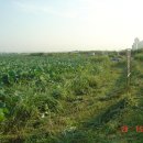 선화2리 이미지