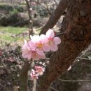 섬진강 매화 나루 이미지