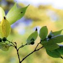 성읍리-3 이미지