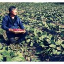 김윤식농장 이미지